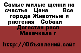 Самые милые щенки на счастье › Цена ­ 1 - Все города Животные и растения » Собаки   . Дагестан респ.,Махачкала г.
